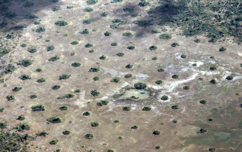 Termite mounds in a sparse landscape in Mozambique.